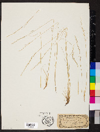 Festuca ovina image