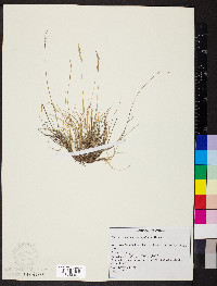 Festuca brachyphylla image