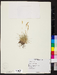 Festuca ovina image