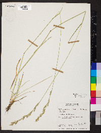 Festuca viridula image