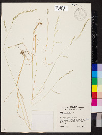 Festuca sciurea image