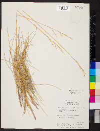 Festuca altaica image