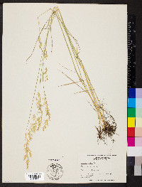 Festuca rubra image