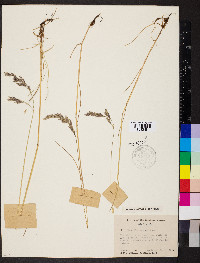 Festuca rubra image