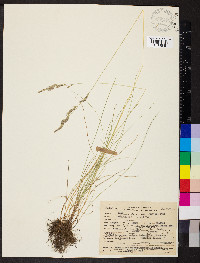 Festuca idahoensis image