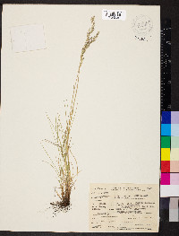 Festuca rubra image