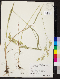 Festuca paradoxa image