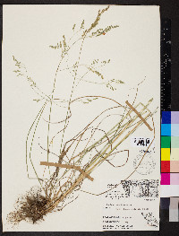 Festuca paradoxa image