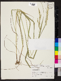 Festuca paradoxa image