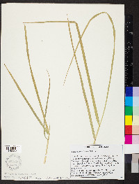 Lolium arundinaceum image
