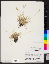 Festuca trachyphylla image