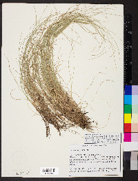 Festuca trachyphylla image