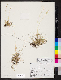 Festuca trachyphylla image