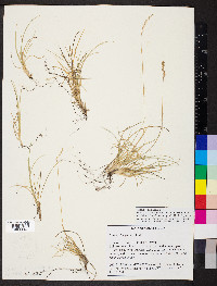 Festuca trachyphylla image