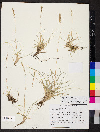 Festuca trachyphylla image