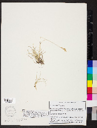 Festuca trachyphylla image