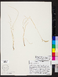 Festuca trachyphylla image