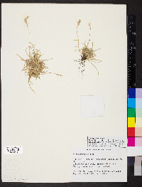 Festuca trachyphylla image