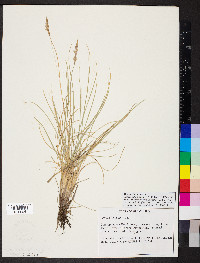 Festuca trachyphylla image