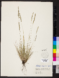 Festuca filiformis image