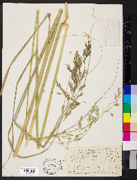 Festuca amplissima image