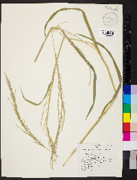 Glyceria arkansana image