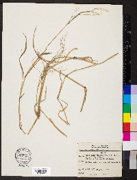 Glyceria pallida image