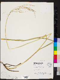 Glyceria canadensis image