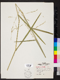 Glyceria septentrionalis image