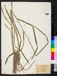 Glyceria septentrionalis image