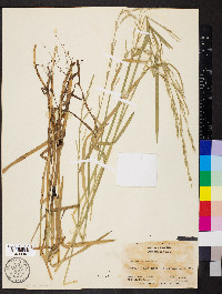 Glyceria septentrionalis image