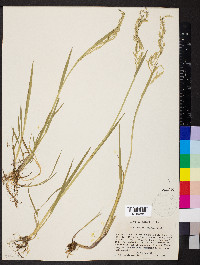 Torreyochloa pallida image