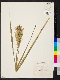 Glyceria obtusa image