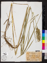 Glyceria obtusa image