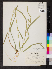 Glyceria elata image