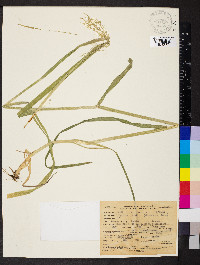 Glyceria elata image