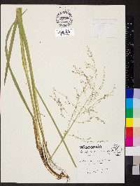 Glyceria canadensis image