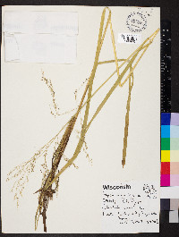 Glyceria canadensis image