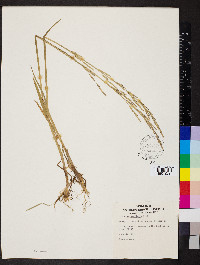 Glyceria declinata image