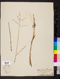 Glyceria canadensis image