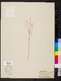 Glyceria canadensis image