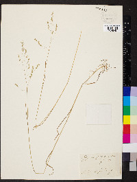 Glyceria pallida image