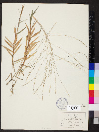 Gymnopogon brevifolius image