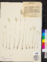 Gymnopogon foliosus image