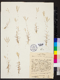 Gymnopogon foliosus image