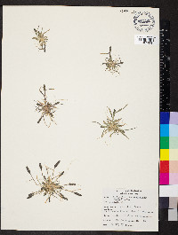 Crypsis alopecuroides image