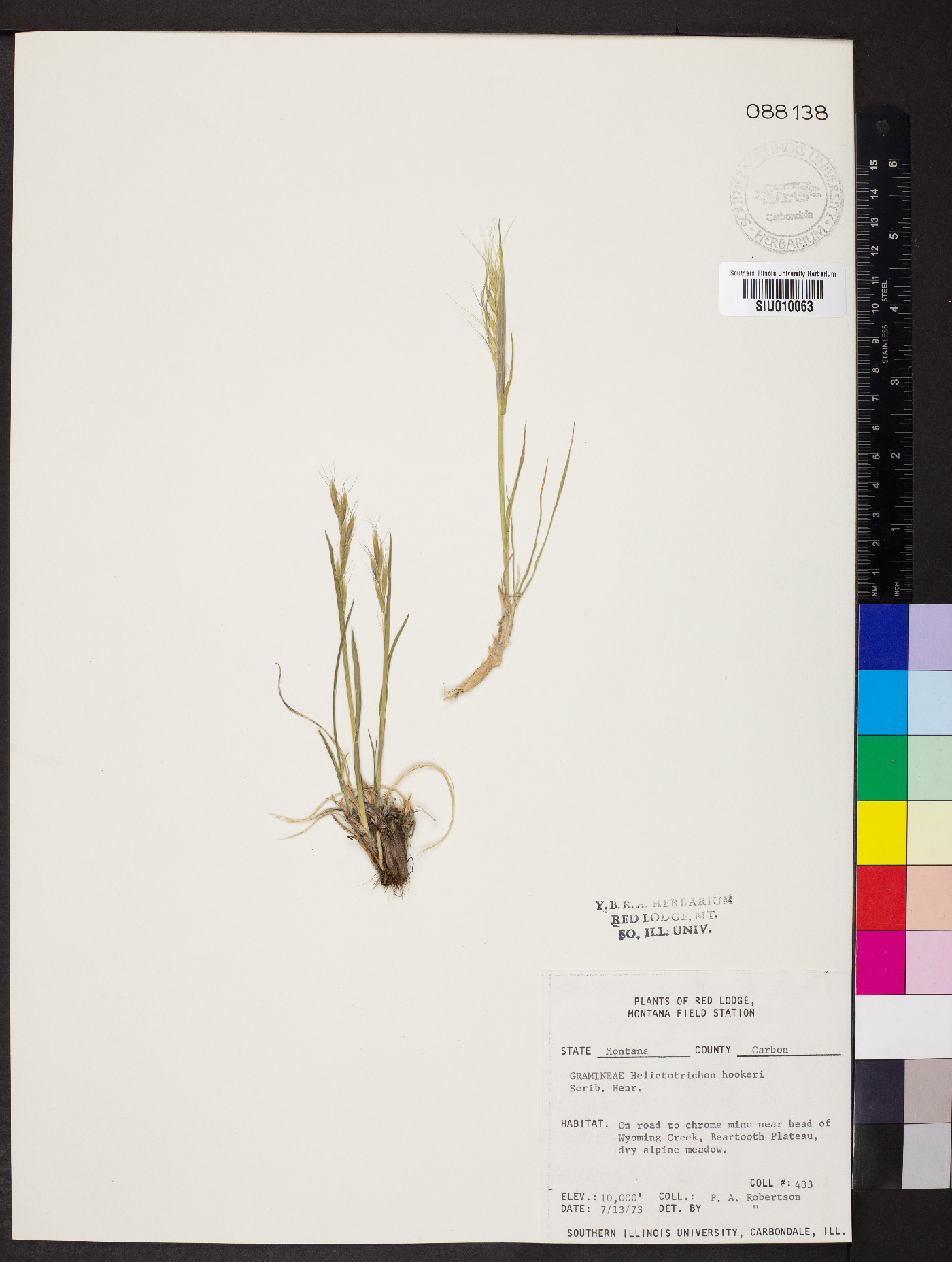 Helictochloa hookeri image