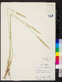 Leucopoa kingii image