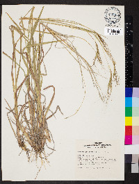 Heteropogon contortus image