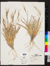 Heteropogon contortus image